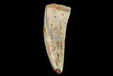 Serrated, Fossil Phytosaur Tooth - New Mexico #133320-1